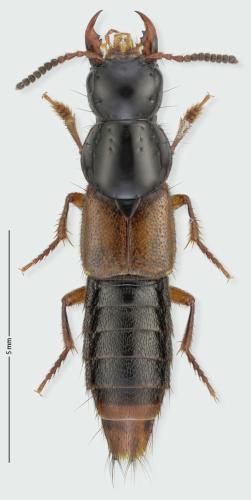 Réf. 293 687 : Quedius cruentus
